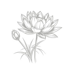 Lotus Flower Illustration Detailed Line Art