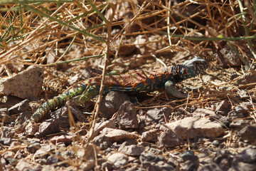 Lizard in the grass