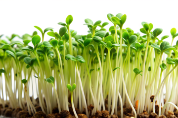Close up of fresh green cress seedlings sprouting from soil isolated on transparent background, showcasing healthy organic nutrition