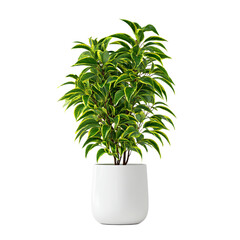 Green plant in a pot isolated on transparent background
