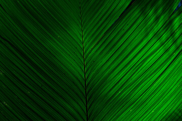 Texture and pattern of a green palm leaf. Good for wallpapers. Close-up