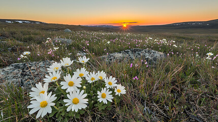 Wildflowers Field Sunset Panorama