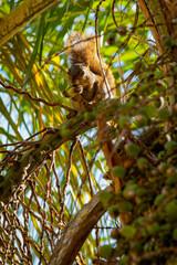A hungry brazilian squirrel eating some small coconuts fruits. The squirrel (Guerlinguetus aestuans) is eating small coconuts from the brazilian Syagrus romanzoffiana (Arecaceae) palm tree.