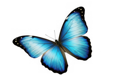 Beautiful morpho butterfly vibrant blue wings isolated on transparent background
