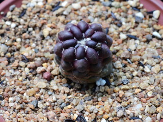 Sulcorebutia rauschii var flaviflora (Hyemohwanggeum) cactus with yellow flower grown in Korea