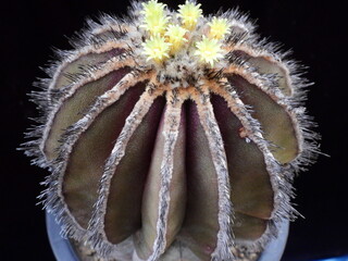 Flowering Gymnocalycium mihanovichii Pectinifera with yellow blooms in Korea