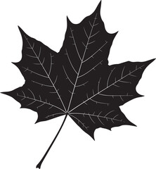 Detailed black silhouette of a maple leaf with prominent white veins and stem