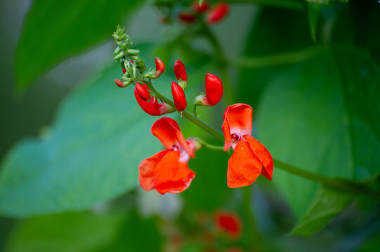 red blossom of runner bean on the green background