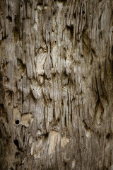 Dry wood line texture of weathered tree trunk, close up. Vertical.