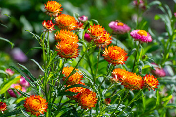 blooms  of golden everlasting  in the garden