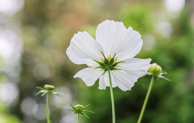 Lovely Cosmos bipinnatus is an annual that is often considered half-hardy. The cultivated varieties appear in shades of pink and purple as well as white. Beautiful white ornamental flower.