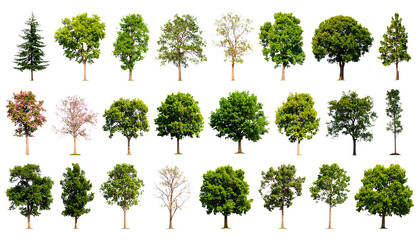 Collection of diverse deciduous and coniferous trees isolated on transparent background