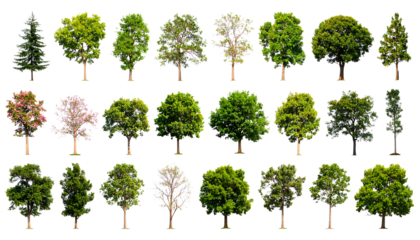 Collection of diverse deciduous and coniferous trees isolated on transparent background