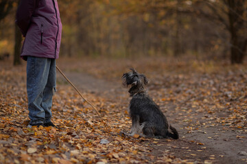 Person with a dog on a leash sitting on a path surrounded by autumn leaves in a park during the...