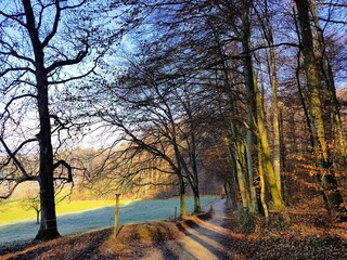 Fototapeta premium A special winter forest scene with bare trees and a winding forest path illuminated by sunlight. In the background, green meadows contrast with the cold season, under a clear blue sky