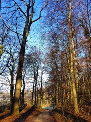 A special winter forest scene with bare trees and a winding forest path illuminated by sunlight. In the background, green meadows contrast with the cold season, under a clear blue sky