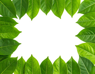 Fototapeta premium Green leaves forming a decorative frame isolated on transparent background