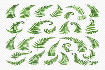 A collection of watercolor fern fronds in various shapes and sizes, isolated on a transparent background. © studio