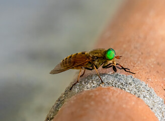 A green-eyed horsefly (Philipomyia aprica). Photographed in Tremosine.