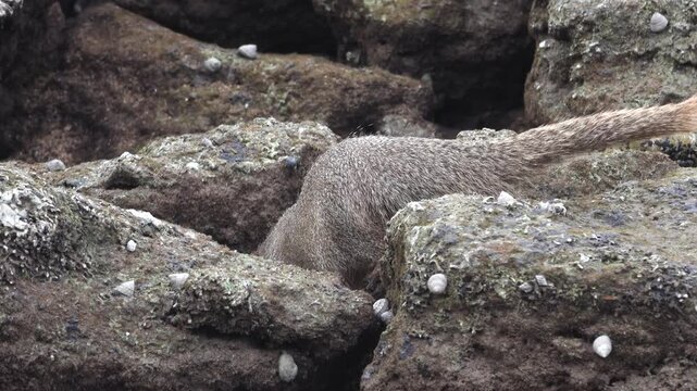 Grey mongooses (Urva edwardsii) in Hormuz Island, Erosed volcanic rock on the shore of the Strait of Hormuz. Iran