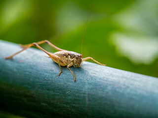 An Italian tree snail (Rhacocleis annulata) on a railing. Taken in Tremosine.