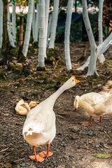 White goose standing alert on rocky forest ground with two ducklings nearby, surrounded by white tree trunks and dried leaves in rustic setting