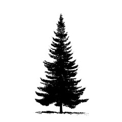 A monochrome silhouette of a majestic evergreen tree against a pristine background.
