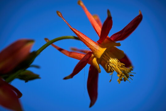 close-up of Columbine flower against deep blue sky - Powered by Adobe