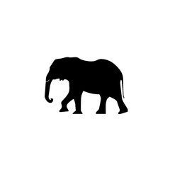 Fototapeta premium A black silhouette of an elephant walking calmly.