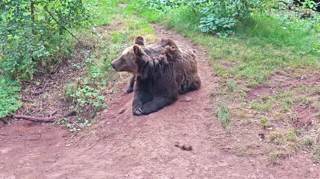 Very old brown bear resting on a fallen tree trunk in a rocky enclosure.