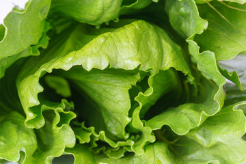 Detailed macro shot of fresh green romaine salad, lettuce leaves with crisp texture. Vibrant, healthy vegetables ideal for salads, cooking, or vegetarian themes. Food background, wallpaper, backdrop