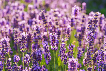Obraz premium Lavender bushes in row, blooming under warm sunlight in peaceful purple and green summer field with soft sunset lignt background. Landscape, natural background, herbal wallpaper