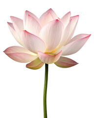 Close up of a beautiful pink lotus flower with delicate petals isolated against a clean transparent background
