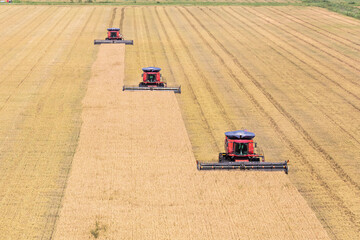 Rice harvest in south Florida photograph taken July 2025 © Mark