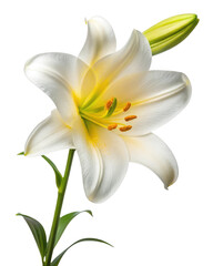 A pristine white lily with delicate petals showcases the beauty of nature in a simple yet elegant floral arrangement isolated on transparent background