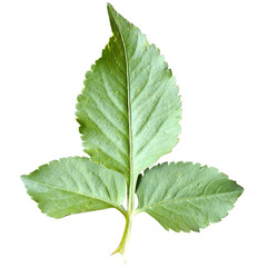 real leaf nature green