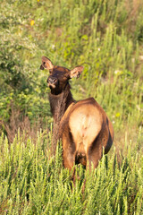 Elk (Cervus canadensis) Wild Elk released into the Tomblin WMA in southern West Virginia as part of the Elk restoration project stated 1n 2016 to bring wild elk herds to West Virginia after 130 years.