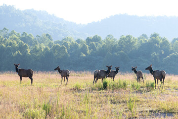 Elk (Cervus canadensis) Wild Elk released into the Tomblin WMA in southern West Virginia as part of the Elk restoration project stated 1n 2016 to bring wild elk herds to West Virginia after 130 years.