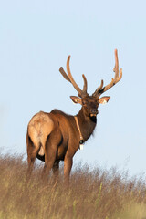 Elk (Cervus canadensis) Wild Elk released into the Tomblin WMA in southern West Virginia as part of the Elk restoration project stated 1n 2016 to bring wild elk herds to West Virginia after 130 years.