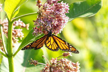 Monarch Butterfly