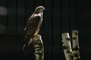 Majestic hawk perched on birch tree in soft daylight