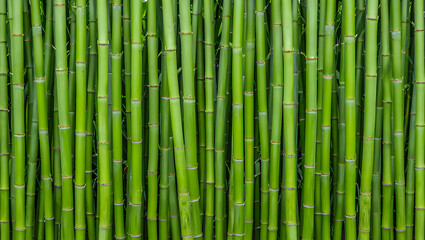 Lush Green Bamboo Forest A Captivating Natural Texture Background with Vibrant Stalks and Serene Ambience