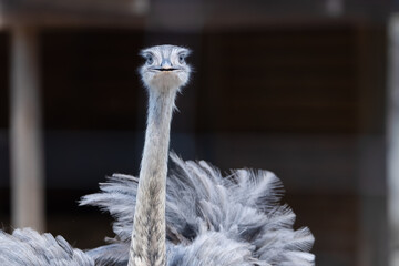 Ostrich standing tall with unique feather pattern in natural habitat during daylight