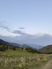 early autumn alpine meadow with green hills and pine forest under soft evening sky in tien shan mountains

