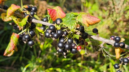 Sweden. The blackcurrant (Ribes nigrum), also known as black currant or cassis, is a deciduous shrub in the family Grossulariaceae grown for its edible berries.