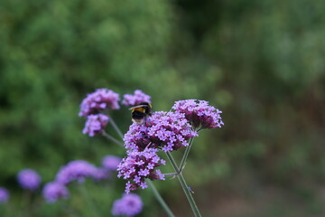 bee, pollinator, bumblebee, verbena bonariensis, butterfly flower, purple flower, perennial, uk, summer flower garden, bee attracting plant