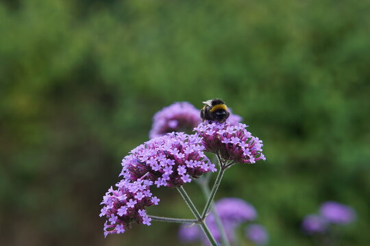 bee, pollinator, bummblebee, verbena bonariensis, butterfly flower, purple flower, perennial, uk, summer flower garden, bee attracting plant