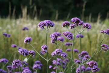 Obraz premium verbena bonariensis, butterfly flower, purple flower, perennial, uk, summer flower garden, bee attracting plant