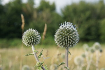 thistle, park, garden, summer garden, east town park, suffolk, uk, july 2025, summer