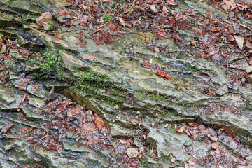 Part of wet layered outcrop of rocks with fallen leaves